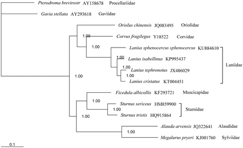 Figure 1. Topology of Bayesian tree for 13 species based on mitogenome sequences. Above the branches are Bayesian posterior probabilities values. GenBank accession numbers are indicated following species name.