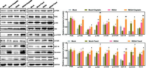 Figure 3. Effect of REG4 expression on expression of drug-resistant proteins in ovarian cancer cells. Western blotting was used to screen chemoresistance-related proteins in ovarian cancer cells or their regenerating gene 4 (REG4) transfectants treated with cisplatin or taxol. Note: REG4-transfected cells were compared with mock-transfected cells, *p < .05; **p < .01; compared with cisplatin or taxol, #p < .05; ##p < .01.