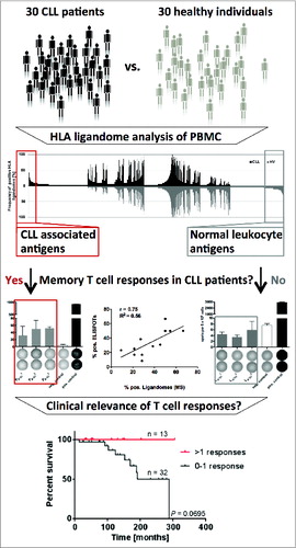 Figure 1. HLA ligandome-centric workflow used for the identification of non-mutated targets of antileukemia T-cell responses in patients with chronic lymphocytic leukemia. Comparative analysis of non-mutated HLA ligands presented on peripheral blood mononuclear cells of CLL patients and healthy individuals by mass spectrometry identified the most frequently represented CLL-exclusive antigens. Functional characterization by ELSIPOT assay revealed pre-existing T-cell responses strictly directed against CLL-associated antigens exclusively in CLL patients. Retrospective survival analysis in 45 CLL patients revealed an association of these T-cell responses with improved overall survival.