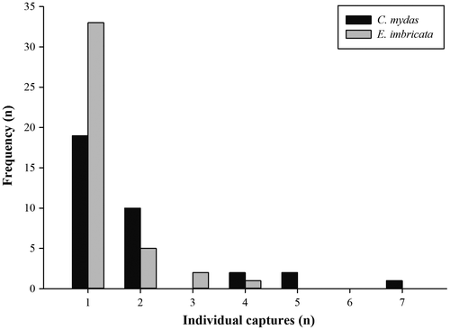 Figure 4. Capture frequency of individual green (Chelonia mydas) and hawksbill (Eretmochelys imbricata) turtles during the present study.