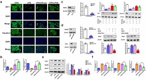 Figure 8. The effects of LR-LFCA on LPS-induced barrier dysfunction in vitro. (a) Immunofluorescence localization of ZO-1 and Claudin-2 in IPEC-J2 cells. (b) The mRNA expression of ZO-1 and Claudin-2 assessed by real-time PCR. (c) Content of ZO-1 and Claudin-2 in IPEC-1 cells with ML-7 treatment. (d) Content of MLCK in IPEC-J2 cells with siRNA-induced knock-down of TLR4 and MyD88. (e) The contents of TLR-4, Myd88, and MLCK in IPEC-J2 cells were determined by Western blot analysis. (f) The relative mRNA expression of TLR-4, Myd88, and MLCK in IPEC-J2 cells, detected using real-time PCR. Data are presented as mean ± SD. *p < .05, **p < .01 vs. CON; #p < .05 and ##p < .01 vs. the LPS＋LR-LFCA group.