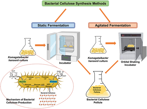 Figure 2. Schematic for bacterial cellulose synthesis methods.