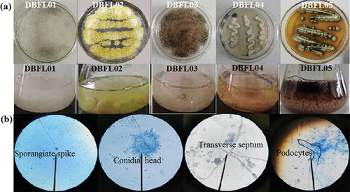 Figure 1. Colony characteristics and liquid fermentation of five filamentous fungi (a). Morphology of mycelia and spores of strain DBFL05 (b).