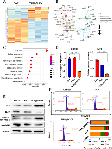 Figure 5 Mechanism underlying the enhanced antitumor effects of TAM@BP-FA (A) Heatmap of the gene expression in TMR treated with free TAM and TAM@BP-FA, based on RNA-seq data. (B) Genes enriched in related pathways. (C) KEGG enrichment analysis of the top 10 key pathways unique to TAM@BP-FA. (D) The gene expression of CCND1 and MYC in TMR cells treated with free TAM or TAM@BP-FA. (E) Protein analysis of TMR cells after the above treatments (n = 2). (F and G) Cell cycle analysis of TMR with above treatments. Data are means ± SD (n = 3). *p < 0.05, ***p < 0.001 and ****p < 0.0001.