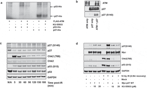 Figure 2. ATM phosphorylates p27Kip1. (a) In vitro kinase assays demonstrate ATM phosphorylation of p27Kip1. HEK293 cells were transfected with FLAG-tagged ATM and were irradiated with 15 Gy IR. Two hours after IR treatment, the HEK293 cells were lysed and activated ATM was immunoprecipitated from the lysate with anti-Flag antibody. The immunoprecipitated FLAG-ATM was then incubated with recombinant His-p27Kip1 or His-p53 protein, and γ-32P-ATP in the presence or absence of ATM inhibitor (KU-55933) for 1 hour at 30◦C. 32P-labeled proteins were then separated by SDS-PAGE followed by autoradiography. (b) Radiation-activated ATM phosphorylates p27Kip1 in vitro. HEK293 cells were transfected with FLAG-tagged ATM and were irradiated with 15 Gy IR (2 h recovery). Activated ATM was immunoprecipitated with anti-FLAG antibody and incubated with recombinant His-p27Kip1 in the presence or absence of p27Kip1 for 1 h at 30◦C. The proteins were resolved on an SDS-PAGE, followed by immunoblot analysis using anti-ATM, anti-p27, and anti-p27 pS140 antibodies. (c) Time-course of phosphorylation on p27Kip1 Serine 140 following irradiation. HEK293 cells were transfected with Myc-p27Kip1 and then treated with 10 Gy ionizing radiation (IR). Cells were recovered up to 3 hours from irradiation. After cells were lysed at each indicated time, total lysates were resolved on SDS-PAGE, followed by immunoblot analysis with indicated antibodies. CHK2 T68 and p53 S15 are targets of ATM phosphorylation and serve as markers for activation of the DNA damage response. GAPDH served as a loading control. (d) p27Kip1 S140 phosphorylation is impaired by ATM-specific inhibitor in HEK293 cells. HEK293 cells were transfected with Myc-p27Kip1, treated with 0, 10 or 20 µM of ATM inhibitor KU-55933 and then irradiated to 10 Gy ionizing radiation (IR). CHK2 T68 and p53 S15 are DNA damage-associated targets of ATM phosphorylation. After 0.5 h recovery, immunoblot analyses were performed with the indicated antibodies.