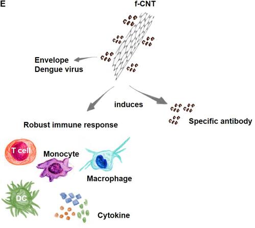 Figure 3 CNTs use in immunotherapy.