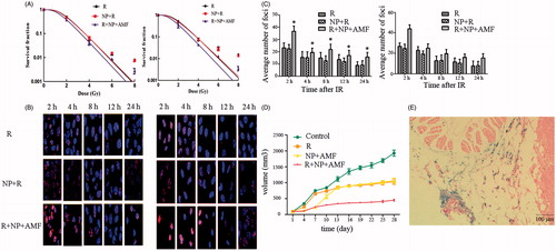 Figure 6. (A) In vitro cell survival curves derived from a colony formation assay of irradiated CNE-2 and NCI-H460 cells. The cells were exposed to an alternating magnetic field (AMF) for 1 h and radiated with different doses of X-rays. Data are shown as the mean ± SD from three independent experiments. (B) Micrographs of γ-H2AX foci at various time points after radiation. CNE-2 cells and NCI-H460 cells were irradiated (2 Gy) and then immunostained with anti-γ-H2AX primary antibody and DyLight 549-labelled secondary antibody. Hoechst 33342 was used to counterstain the nuclei. (C) Quantification of the γ-H2AX foci in each cell. More than 100 cells were counted for each time point. Error bars represent standard deviations, and * represents a significant difference compared with the R group (p < 0.05). (D) Tumour size at different time points after radiation and/or MNCs under an AMF indicating antitumour activity of the different treatments in NCI-H460 mouse xenograft models. (E) Prussian blue staining of PAA-Fe3O4 in resected tumour site.