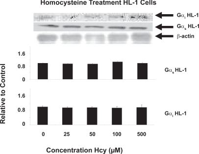 Figure 2 In vitro G protein content of Gs and Gi in serum-starved HL-1 cells using the following concentrations for 24 hours: 0 μM, 25 μM, 50 μM, 100 μM, 500 μM. No differential expression was detected (P < 0.05, n = 3). Pixel intensity was digitized using UnScanIt Software.