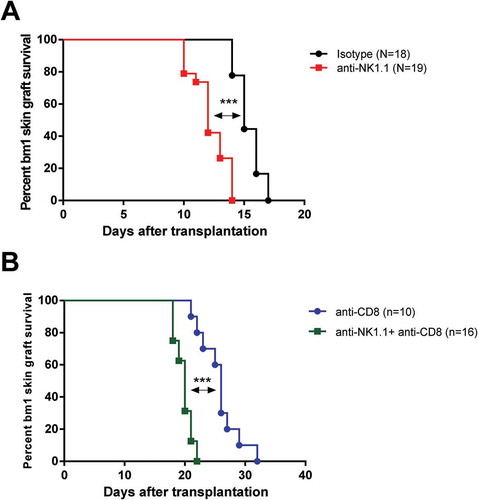 Figure 2. Depletion of NK cells accelerates bm1 skin allograft rejection in both CD8 T cell replete and CD8 T cell-depleted B6 recipients.bm1 skin allografts placed on B6 recipients were followed for 40 days after transplantation. C57BL/6 recipient mice were treated at day 0 and day 7 with 1 mg of either isotype control or anti-NK1.1 depleting antibody (A), or with anti-CD8 mAb or anti-CD8 mAb plus anti-NK1.1 mAb (B). The survival curve was plotted following the Kaplan–Meier life table method and the statistical analysis was performed using the long-rank test. The survival curve is the global result of a pool of 6 experiments. Visual macroscopic inspection of the bm1 skin grafts (C) and hematoxylin and eosin (H/E) staining of skin tissue sections (D) of the four experimental groups are depicted at day 13 and day 21 post-Tx. bm1 skin graft rejection occurred at day 13 post-Tx in NK cell depleted recipients and at day 21 post-Tx in CD8/NK cell depleted recipients few days in advance than in isotype control or anti-CD8 T cell depleted mice, respectively. Severe rejection of donor bm1 tail skin was accompanied with necrosis of donor epithelium and intense dermal mononuclear infiltration. Black dotted ellipse highlights massive necrosis of skin epithelium and dermis underneath of donor bm1 skin graft in the tissue section. Statistical significance is indicated as follows: *p < 0.05, **p < 0.005, ***p < 0.0005, and ns, non-significant.