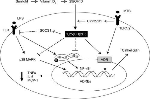 Figure 1 Schematic representation of the primary mechanisms through which vitamin D regulates macrophage-mediated innate immune response.Notes: vitamin D from sunlight or dietary sources is hydroxylated by the 25-hydroxylase to form its major circulating form – 25(OH)D3. 25(OH)D3 is then hydroxylated by 1α-hydroxylase (CYP27B1) to form the hormonal form of vitamin D – 1,25(OH)2D3. 1,25(OH)2D3 acts to modulate TLR signaling via stimulating SOCS1, inhibiting the phosphorylation of p38 MAPK and activation of NF-κB signaling in human macrophages, which reduces the gene expression and protein release of proinflammatory mediators, such as TNFα, IL-6, and MCP-1, leading to decreased recruitment of monocytes/macrophages and overall inflammation within tissue. In addition, 1,25(OH)2D3 acts to increase the production of the antimicrobial peptide cathelicidin and the killing of intracellular mycobacterium tuberculosis (MTB).Abbreviations: LPS, lipopolysaccharide; VDR, vitamin D receptor; VDREs, vitamin D response elements; IL-6, interleukin-6; MAPK, mitogen-activated protein kinase; MCP-1, monocyte chemoattractant protein-1; TLR, toll-like receptor; TNFα, tumor necrosis factor-α.