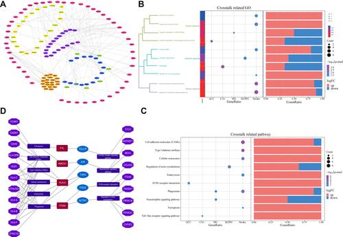 Figure 5 Cross-talk network, Gene Ontology (GO) terms and Kyoto Encyclopedia of Genes and Genomes (KEGG) pathways related to cross-talk and the integrated bridge landscape network. (A) Network of genes involved in cross-talk between ICH and depression. Pink indicates ICH-associated genes, while the other colors indicate depression-associated genes in the ACC (purple), AMY (orange), CA1 (green), DG (blue), or DLPFC (yellow). TAP2 is the common gene of the hippocampal CA1 subregion and DG. (B) GO terms and (C) KEGG pathways most significantly related to the cross-talk. The enrichment increases from blue to red. The larger the circle, the more significant the proportion of module genes present among GO functional entry genes or KEGG pathway entry genes. (D) The integrated bridge landscape network, including bridge genes, bridge genes related pathways, and other related genes in the pathway. Dark red indicates the bridge genes associated with ICH; blue, the bridge genes associated with depression. Bluish violet indicates the KEGG pathway, while purple indicates the other genes associated with KEGG.