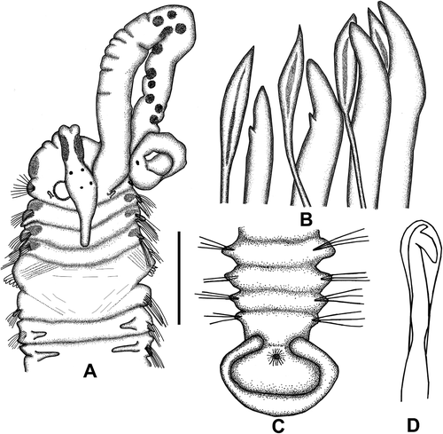 Figure 7. Polydora agassizi. A, Anterior end, dorsal view; B, major falcate spines and pennoned companion chaeta of chaetiger 5; C, posterior end, dorsal view; D, neuropodial bidentate hooded hook of chaetiger 10. Scale: A = 0.5 mm, B = 123 μm, C = 0.39 mm, D = 93 μm.