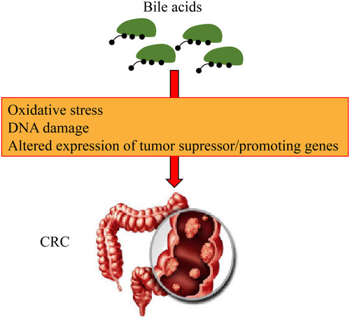 Figure 4 Mechanism of bile acids leading to the development of colorectal cancer (CRC). Bile acids can promote oxidative stress and induce DNA damage, and altered expression of tumor suppressor and lead to the development of CRC.