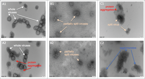 Figure 5. Electron micrographs of negatively stained inactivated influenza viruses; numbers 1 and 2 indicate repeats of the same samples. (A1 & A2) Whole viruses prior to the TX-100 treatment, (B1 & B2) after treatment with 0.04% TX-100 for 40 minutes, and, (C1 & C2) after treatment with 0.07% TX-100 for 40 minutes. Virus dimensions ranged from ˜100–250 nm. Scale bar is 100 nm.