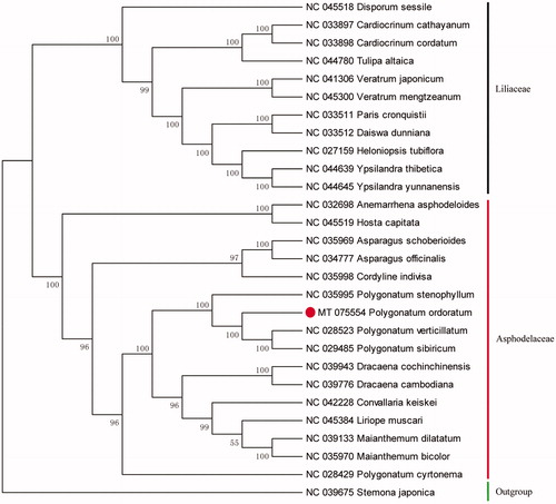 Figure 1. Phylogenetic position of P. odoratum inferred by maximum-likelihood (ML) of complete cp genomes.
