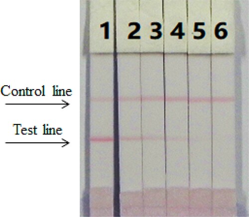 Figure 5. The sensitivity of the immunochromatographic assay in PBS for thiamethoxam. 1 = 0 ng/mL, 2 = 0.5 ng/mL, 3 = 1 ng/mL b, 4 = 2.5 ng/mL, 5 = 5 ng/mL, 6 = 10 ng/mL. Cut off at 10 ng/mL.