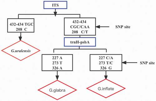 Figure 1. ITS and trnH-psbA sequence identification and analysis process of 52 samples.