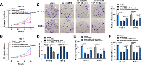 Figure 4 The effect of circGDI2 overexpression on OSCC cell progression was reversed by miR-454-3p introduction. SCC-15 and HSC-3 cells were transfected with oe-circGDI2, oe-circGDI2 + miR-454-3p mimic or corresponding controls. (A–C) Cell proliferation was tested by CCK8 assay and colony formation assay. (D) Cell apoptosis was explored by flow cytometry. (E and F) Cell migration and invasion were detected by Transwell assay.