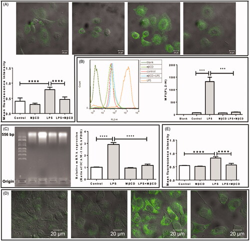 Figure 3. Inhibitory effect of MβCD on the LPS-induced expression of adhesion molecules in HUVECs. Four groups are categorized: HUVECs without treatment (control), treated with MβCD only (at 5 mM at 37 °C for 1 h), with LPS only (at 1 µg/mL at 37 °C for 12 h), and with both LPS and MβCD, respectively. (A) Confocal microscopic imaging of ICAM-1 molecules on cell surfaces (upper panel: representative confocal images; lower panel: quantification of MFI). (B) Flow cytometric detection of ICAM-1 molecules in cells (left panel: representative flow cytometric data; right panel: quantification of MFI). (C) The detection of ICAM-1 mRNA expression in cells. Left panel: agarose gel electrophoretic image; right panel: quantification of relative mRNA expression (ratio of ICAM-1 to GAPDH). (D) Representative confocal microscopic images of fluorescently stained VCAM-1 molecules on cell surfaces. From left to right: control, MβCD only, LPS only, and LPS + MβCD, respectively. (E) Quantification of VCAM-1 MFI. ***p < 0.001; ****p < 0.0001 compared with the corresponding group (n = 5 in A; n = 3 in B,C,E).