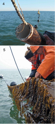 Figs 4, 5 Saccharina latissima farms in Long Island Sound.Fig. 4. Kelp outplanting using seed spool on longlines. Fig. 5. Saccharina latissima grown at Long Island Sound, Connecticut.