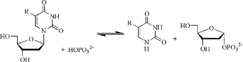 Figure 1 The reaction catalysed by thymidine phosphorylase.