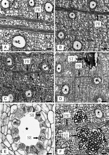 Figure 3  Lenticular characteristics of secondary phloem structure among diverse varieties and the structure of laticiferous canals and stone cells. A, Secondary phloem structure of Dahongpao. B, Gaobachi. C, Huoyanzi. D, Qieketou. E, Structure of laticiferous canal. F, Structure of stone cell cluster. SE, secretory cell; SH, sheath cell; PR, phloem ray; SC, stone cell. Scale=100 µm (A–D), 25 µm (E), 80 µm (F).