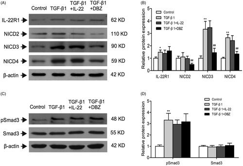 Figure 5. Effects of IL-22 on the expressions of IL-22R1, NICD2–4, and pSmad3 in HK-2 cells treated with TGF-β1. These protein expressions were evaluated by western blot in control, TGF-β1, TGF-β1 + IL-22, and TGF-β1 + DBZ groups, (A) Western blot analysis of IL-22R1, NICD2, NICD3, and NICD4 levels in HK-2 cells. (C) Expressions of pSmad3 and Smad3 were detected by western blot. (B, D) Quantitative analysis of protein expressions shown in A and C. *p <.05, **p <.01, compared with control group; ##p<.01, compared with TGF-β1 group.