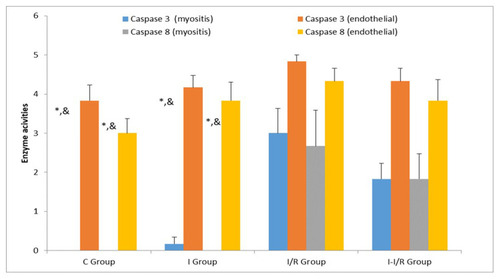 Figure 2 Caspase 3 and 8 enzyme activities (Mean±SE). *p<0.05: Compared with I/R group; &p<0.05: Compared with I–I/R group.