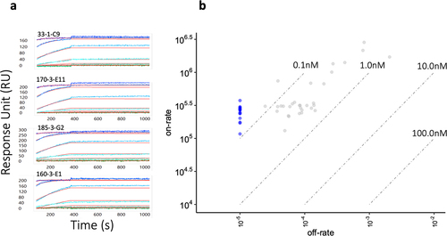 Figure 1. Inability to discriminate antibodies based on off-rate. a) Sensorgrams from antibodies with slow off-rates (≤1×10−5 s−1) and strong binding affinities (<0.1 nM). b) Isoaffinity plot shows a number of clones (blue) that could not be differentiated by off-rates due to limits of the capture kinetics and current run conditions (15-min dissociation) using the HC200M chip.