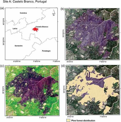 Figure 1. (a) Location of the site A; (b) Post-fire RGB composite over the site A; (c) Post-fire false color composite (SWIR, NIR, Red) over the site A; (d) Pine forest distribution map over the site A.