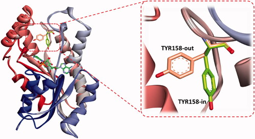 Figure 7. The two reported “in and out” conformations of Tyr158 in mycobacterial InhA enzyme. PDB ID for the in conformation is 5G0S, and that for the out conformation is 5G0U.