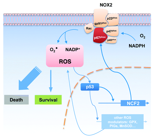 Figure 1. The network of ROS regulation by p53. Reactive oxygen species (ROS) can modulate the activity of p53, which, in turn, controls the expression of several ROS-regulating genes, such as GPX, PIGs and MnSOD. Those act as either pro- or antioxidant. NCF2, the gene encoding the intercellular subunit of NOX2 protein complex, is also transcriptional activated by p53. Upon activation, NOX2 generates ROS beneficial to cell survival. On the other hand, high ROS concentration may lead to cell death.