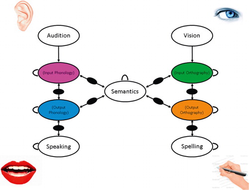 Figure 2. A schematic diagram of a model of visual and auditory word recognition and production showing the location of hidden unit layers that could house distributed functional lexical representations in the form of attractors. Note bidirectional connections in all cases bar those from input. Additional hidden layers are shown in black. Within level connections are shown with U-shaped arrows.