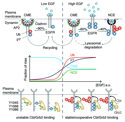 Figure 1. Top: pathways of EGFR internalization at low and high EGF concentration. Middle: schematic representation of EGFR ubiquitination, phosphorylation, and endocytic routes as a function of ligand concentration. Bottom: cooperativity mechanism responsible for the EGFR–Ub threshold. Three phosphotyrosines (pY) are critical for the cooperative recruitment of Cbl to active EGFR: pY1045 binds directly to Cbl, pY1068/pY1086 bind indirectly to Cbl:Grb2 complex.