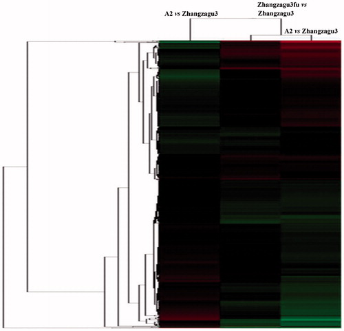 Figure 4. Cluster map comparing the protein expression patterns of Zhangzagu3, Zhangzagu3fu and A2. Note: Red indicates higher expression, green indicates lower expression, and black indicates the same expression levels in the two strains.