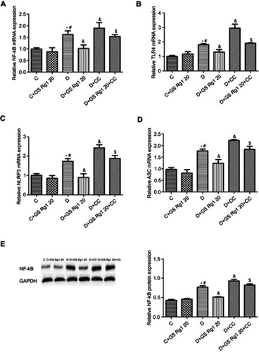 Figure 4 Effects of GS Rg1 treatment on inflammatory response in cardiac tissues of control and diabetic rats. (A) NF-κB mRNA expression. (B) TLR4 mRNA expression. (C) NLRP3 mRNA expression. (D) ASC mRNA expression. (E) NF-B protein expression. Values are represented as mean±SD. P<0.05. (*) vs C; (#) vs C+GS Rg1 20; (&) vs D; ($) vs D+GS Rg1 20.