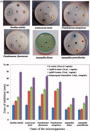 Figure 7. (a) Photographs of the tested antimicrobial plates, where A= 50 μL of E. scaber (0.05 mg/mL), B = 50 μL of AgNP-E. scaber (1 mg/mL), C= 70 μL of AgNP-E. scaber (1 mg/mL), D= 50 μL of Streptomycin/Griseofulvin (10 mg/mL), E = 50 μL of Millipore water (b) Zone of inhibition in mm for the antibacterial and antifungal studies. The values are expressed as mean ± SD (n = 6).