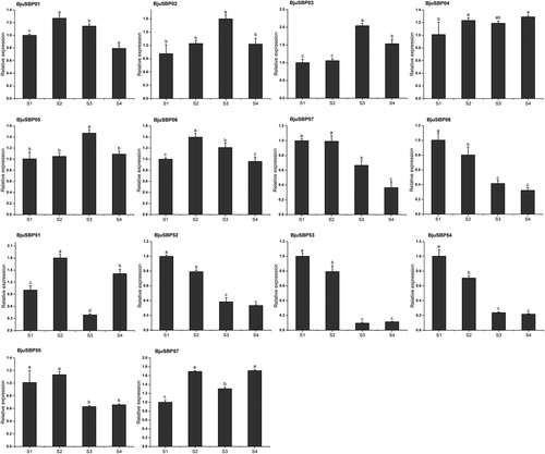 Figure 10. Relative expression of mustard SBP-box genes at different developmental stages.