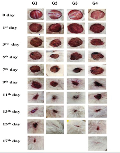 Figure 11. Wound closure rates on Wistar albino rats with the dyed bamboo fabric as wound dressing material.