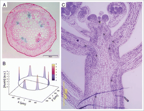 Figure 1 Vascular patterning in Arabidopsis shoot inflorescence stem. (A) Radial section of DR5::GUS expression at the base of the inflorescence stem in Arabidopsis Col-0 plants. (B) Computer simulation result for auxin concentration ([Auxin]) in arbitrary units (a.u.) along a ring of cells; x and y stand for spatial coordinates. Auxin is distributed in maxima which, according to the model hypothesis, position vascular bundles. (C) Longitudinal section of Arabidopsis Col-0 wild-type plant at the most apical zone, immediately below the shoot apical meristem. Arrows point to xylem strains coming from the lateral organs.