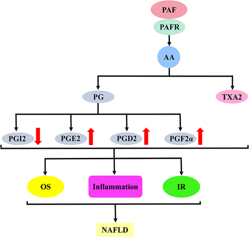 Figure 7 PAF activates the AA–PG/TXA2 signalling pathway to promote the mechanism of NAFLD development. The binding of PAF to PAFR stimulates AA release, which induces the synthesis of PG and TXA2; PG mainly included PGI2, PGE2, PGD2 and PGF2α. These substances are involved in NAFLD development mainly through the induction of oxidative stress, inflammatory response and insulin resistance.