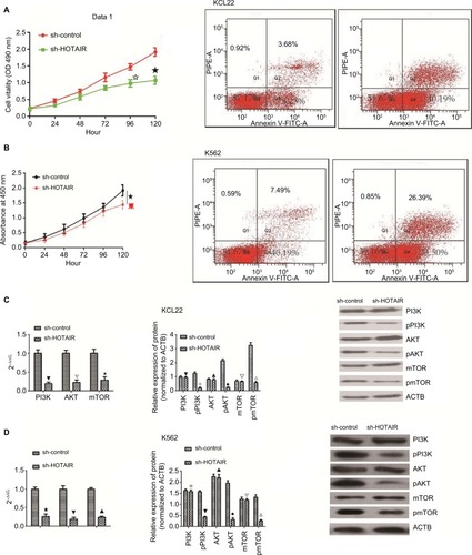 Figure 5 Biological role of HOTAIR in K562 and KCL22.Notes: (A) K562 cells were transfected with sh-HOTAIR and sh-control, and MTT was performed. Knockdown of HOTAIR inhibited proliferation of cells (★✩ P<0.05). Silencing of HOTAIR promoted apoptosis of KCL22 cells (P<0.05). (B) KCL22 was transfected with sh-HOTAIR and sh-control, and MTT was performed. Knockdown of HOTAIR inhibited proliferation of cells (★ P<0.05). Silencing of HOTAIR promoted apoptosis of K562 cells (P<0.05) (C) In KCL22 cells, the PI3K, AKT, and mTOR mRNA level was decreased in the knockdown group (▼∆★ P<0.05). In KCL22 cells, silencing of HOTAIR had no effect on the total protein level of PI3K, AKT, and mTOR (▼▲∆ P>0.05) but decreased phosphorylated protein levels of PI3K, AKT, and mTOR (✩◆△ P<0.05). (D) In K562 cells, the PI3K, AKT, and mTOR mRNA levels were decreased in the knockdown group (★▼▲ P<0.05). In K562 cells, silencing of HOTAIR had no effect on the total protein level of PI3K, AKT, and mTOR (✩▲∆ P>0.05) but decreased phosphorylated protein levels of PI3K, AKT, and mTOR (▼◆△ P<0.05).