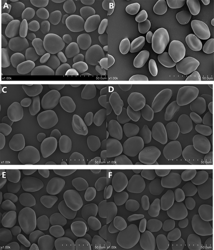 Figure 2. Scanning electron micrographs of starches (A: NYS; B: HP12; C: HP12C1; D: HP12C2; E: C1; F: C2).