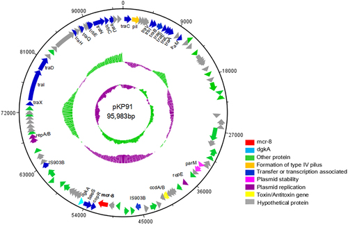 Fig. 2 The genetic contents of plasmid pKP91.Circles display (outside to inside) (i) size in bp and (ii) the positions of predicted coding sequences transcribed in a clockwise orientation