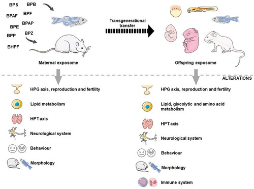 Figure 2. Schematic representation of the various stages of vulnerability to endocrine disruption caused by BPA substitutes in animals. Exposure of progenitors to BPA substitutes during the prenatal phase causes adverse effects on maternal and offspring’s health since these compounds can be transferred transgenerationally. BPS: bisphenol S; BPF: bisphenol F; BPAF: bisphenol AF; BPB: bisphenol B; BPAP: bisphenol AP; BPZ: bisphenol Z; BPP: bisphenol P; BPE: bisphenol E; BHPF: bisphenol HPF; HPT axis: hypothalamic–pituitary–thyroid axis; HPG axis: hypothalamic–pituitary–gonadal axis. Figure created with PowerPoint version 2204 and using pictures from Servier Medical Art. Servier Medical Art by Servier, licensed under a Creative Commons Attribution 3.0 Unported License (https://creativecommons.org/licenses/by/3.0/).