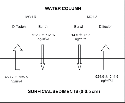 Figure 3. A schematic summary of the burial rates and diffusive fluxes of microcystin congeners (MC-LR and -LA; mean ± SD) in surficial sediments (0–0.5 cm) and at the sediment–water interface at 3 sites in Lake of the Woods (Hay Island, Rat Portage Bay, Bigstone Bay).