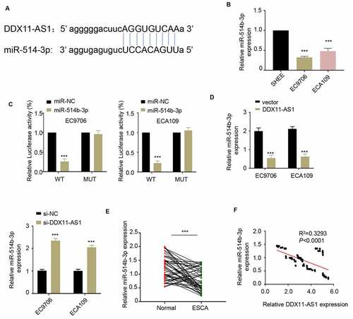 Figure 3. LncRNA DDX11-AS1 competitively inhibits the expression of miR-514b-3p. A. The potential binding sites of miR-514b-3p in lnc RNA DDX11-AS1 3ʹUTR region were analyzed by Starbase 2.0 database (http://starbase.sysu.edu.cn/). B. The expression of miR-514b-3p in ESCA cell lines EC9706 and ECA109 and normal human esophageal epithelial cells SHEE was detected by RT-qPCR. C. The binding of miR-514b-3p and lnc RNA DDX11-AS1 in EC9706 and ECA109 cells was assessed by the luciferase reporter gene assay. D. The expression of lnc RNA DDX11-AS1 after miR-514b-3p overexpression or silencing was evaluated in EC9706 and ECA109 cells by RT-qPCR. E. The expression of miR-514b-3p in 76 ESCA tissues and adjacent normal tissues was detected by RT-qPCR. F. The correlation between the expression of lnc RNA DDX11-AS1 and miR-514b-3p in 76 ESCA tissues was evaluated by Spearman’s correlation coefficient analysis. Three independent assays were performed in triplicate in A-E. *, P < 0.05, **, P < 0.01, and ***, P < 0.001. The error bars are defined as s.d