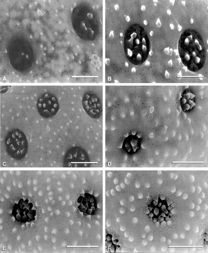 Figure 8 SEM micrographs of exine surfaces and pores: A. Manochlamys albicans. B. Theleophyton billardierei. C. Atriplex deserticola. D. A. eardleyae. E. A. calotheca. F. Atriplex limbata. Scale bar – 2 µm.