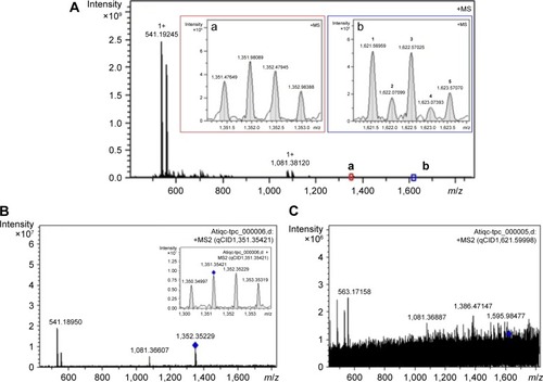 Figure 2 FT-MS and qCID spectra of ATIQCTPC.Notes: (A) FT-MS spectrum of ATIQCTPC, in which the divalent ion peak of the hexamer (b), the divalent ion peak of the pentamer (a), and the ion peak of the trimer are amplified and inserted. (B) qCID spectrum of the pentamer, in which the ion peaks of the monomer and the dimer are amplified and inserted. (C) qCID spectrum of the trimer, in which the ion peaks of the monomer and the dimer are amplified and inserted.Abbreviations: MS, mass spectrometry; qCID, collision-induced dissociation; ATIQCTPC, (6S)-3-acetyl-4-oxo-N-(2-(3,4,5,6-tetrahydroxytetrahydro-2H-pyran-2-carboxamido) ethyl)-4,6,7,12-tetrahydroindolo[2,3-a]quinolizine-6-carboxamide.