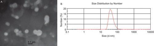 Figure 1.  Morphology and size distribution of chitosan-coated liposomes. (A) Transmission electron micrograph, bar is 100 nm; (B) Size distribution counted by number.